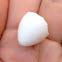 Downy Woodpecker egg