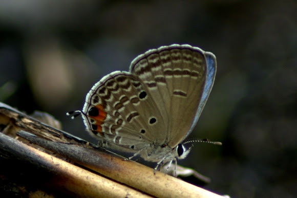 Spotting Image 1