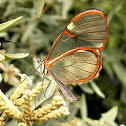 Hymenaea Clearwing.
