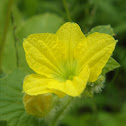 Melon Flower