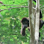 Spider Monkey