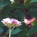 Hummingbird Hawkmoth