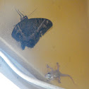 Moth