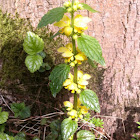 Yellow arch-angel