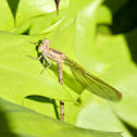 Aztec Dancer Damselfly