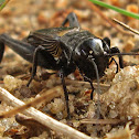 Field Cricket