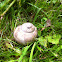 Roman snail