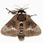 Moth