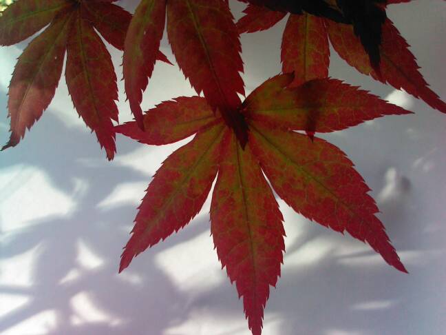 Japanese maple