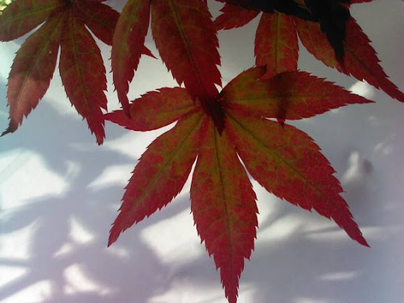 Spotting Image 1