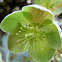 Stinking hellebore