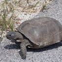 Gopher Tortoise