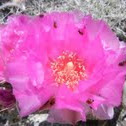 Beavertail Cactus