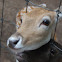 Fallow Deer