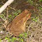 Cane Toad