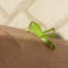 Green milkweed locust nymph