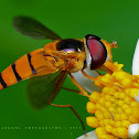 Hover Fly