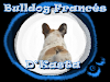 Dkasta El Primer Criadero De Bulldog Frances