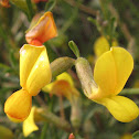 desert rock pea