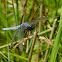 Spangled Skimmer