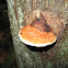 Lingzhi mushroom