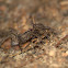 Wolf Spider?