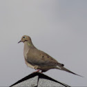 Mourning Dove