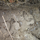 Black Garden Ant