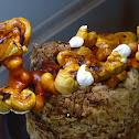 Reishi (The immortality mushroom)
