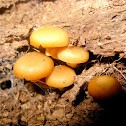 Honey Mushroom
