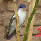 Violet-crowned Hummingbird