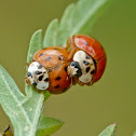 Asian multi-colored lady beetles (mating)