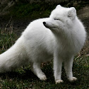 Arctic Fox