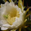 Hylocereus undatus