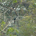 Black Drongo