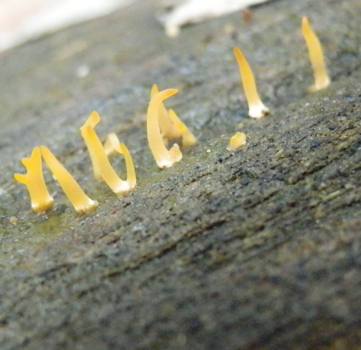 Club-like tuning fork