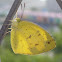 檗黃粉蝶  Three-spot Grass Yellow