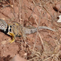 Collared Lizard