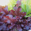 Oak leaf lettuce