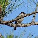 House Sparrow (male)