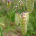 Great Quaking Grass