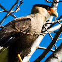 Traro, bird of prey, Chile