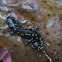 Yellow spoted salamander.