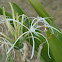 Spider lily