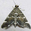 Spotted Beet Webworm Moth