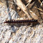 Flat-backed millipede