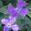 Bicolor matthiola (cultivar)