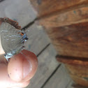Banded Hairstreak