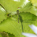 Eastern Pondhawk