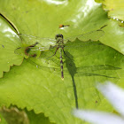 Eastern Pondhawk